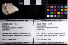 Foto (Objket + Etiketten) von Gastrosacus sp. 